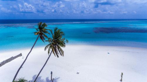 a beach with two palm trees and the ocean at Dhangethi INN in Dhangethi