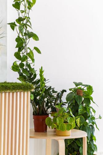 a table with potted plants on top of it at Hotel Blumen in San Benedetto del Tronto