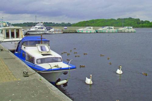 a group of ducks swimming in the water next to a boat at Old Court Holiday Homes Terryglass 4 Bed No 12 by Trident Holiday Homes in Terryglass