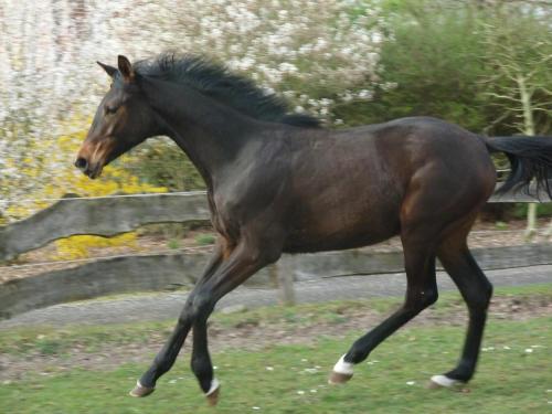 a brown horse running in the grass near a fence at Hotel Up de Birke in Ladbergen