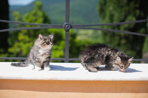 two cats sitting on the edge of a porch at Borgo Incantato Spoleto in Pompagnano