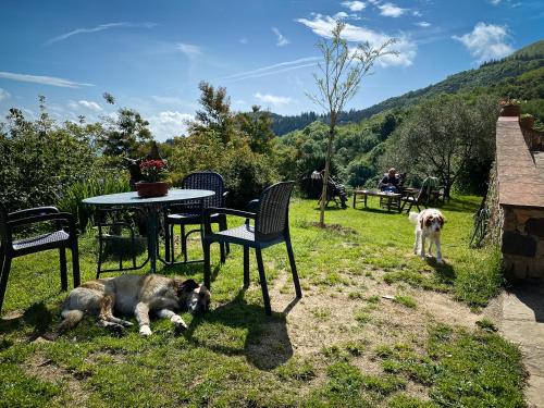 two dogs laying in the grass next to a table and chairs at El Buxaus de la Muntanya in Arbúcies