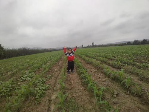 un joven parado en un campo de cultivos en La Viña de OsCar, en Nuevo Imperial