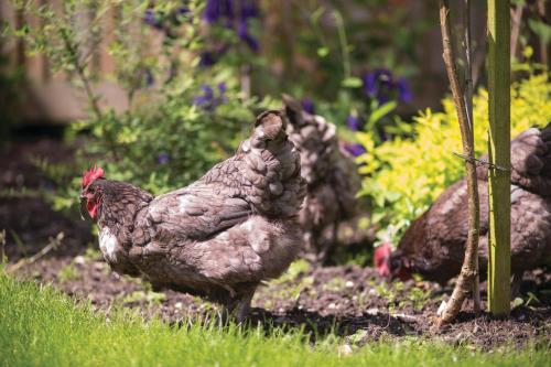 a group of chickens standing in the grass at Withy Cottages in Langport
