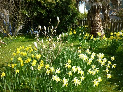 einen Garten mit gelben und weißen Blumen im Gras in der Unterkunft St Maur in Ventnor