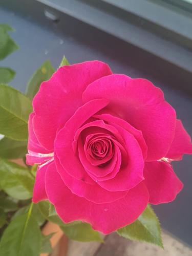 a pink rose in a vase at Appartementhaus Hüttenberger in Erpfendorf