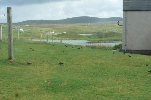 a group of birds in the grass next to a building at Airebroc Byre in Uig