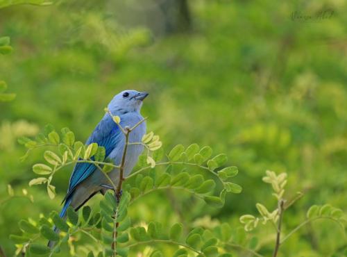 a blue bird perched on top of a tree branch at Villa Juana Hotel in Pereira