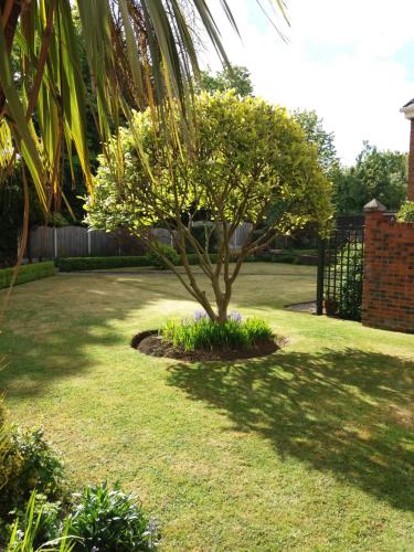 a small tree in the middle of a yard at Wentvale in Knottingly