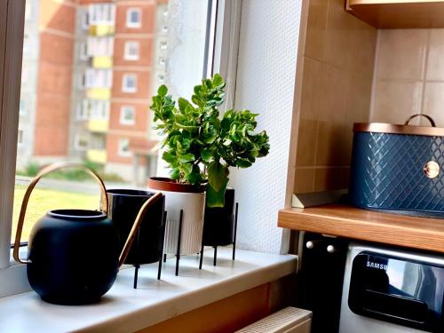 um peitoril de janela com potes e uma planta sobre ele em Cozy one bedroom apartment in the city center em Mažeikiai