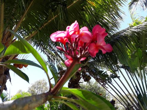 a pink flower in front of a palm tree at Brahmanhut - Eco Hut experience in harmony with nature, wellbeing and spirit in Bain Boeuf