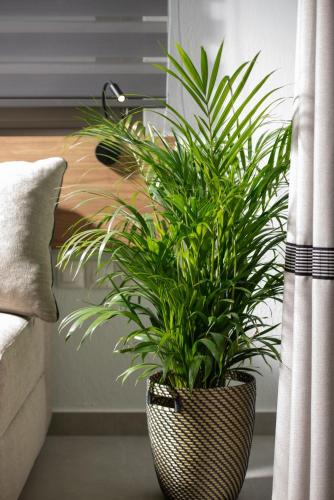 a potted plant in a room next to a couch at Twins Yard in Nikiti