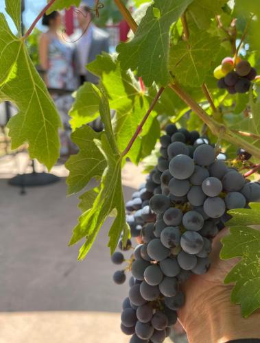Gallery image of Chardonnay Lodge in Napa