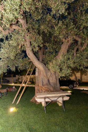 a wooden bench sitting next to a large tree at Villa Luis in Fasano