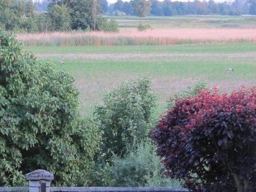 Un jardín fuera de zum Wiesengrund im Oderbruch