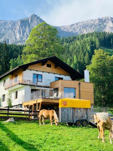 two horses grazing in a field in front of a house at Bergkristallhaus in Ramsau am Dachstein