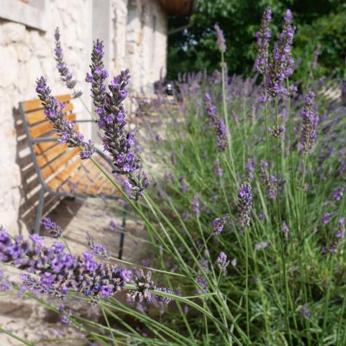 a bunch of purple flowers next to a bench at Hungry Grape Guests in Erdőbénye