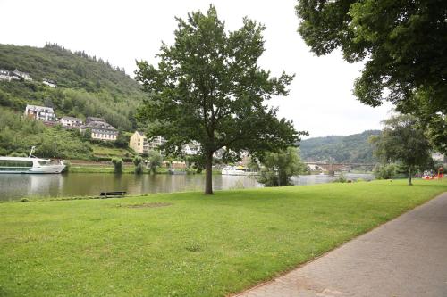 a tree in a park next to a river at Pension Moselvilla 1900 in Cochem