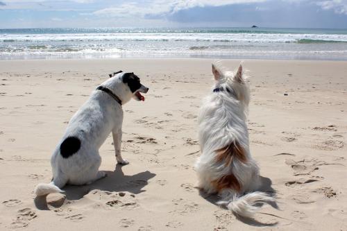 Beachcomber Seafront Pet Friendly Cottage – Photos 4