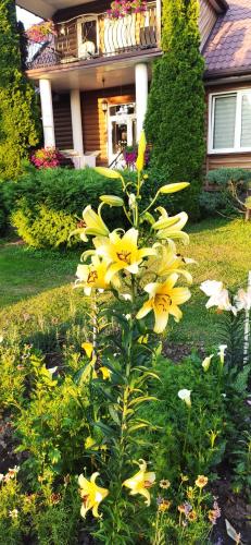 a plant with yellow flowers in front of a house at Agroturystyka u Pruszyńskich in Mońki