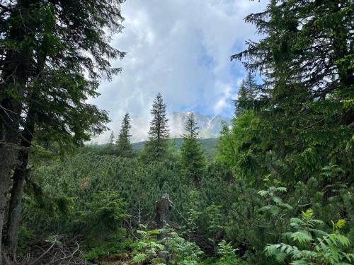 a forest with trees and a mountain in the background at Wellness Drevenica Zuberec in Zuberec