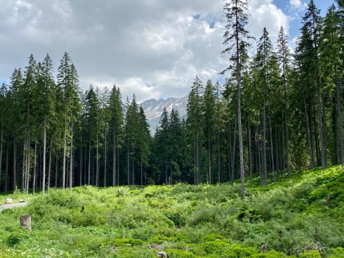 a forest of trees with a mountain in the background at Wellness Drevenica Zuberec in Zuberec