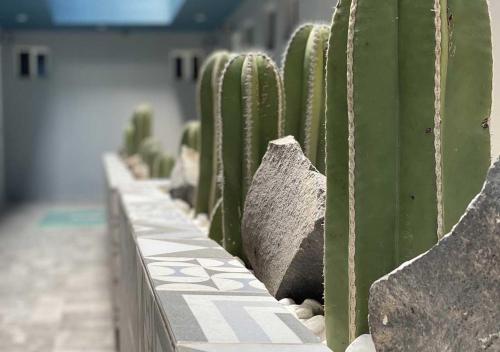 a row of cacti in a retaining wall at HOTEL GRAN VIA CENTRAL in Mexico City