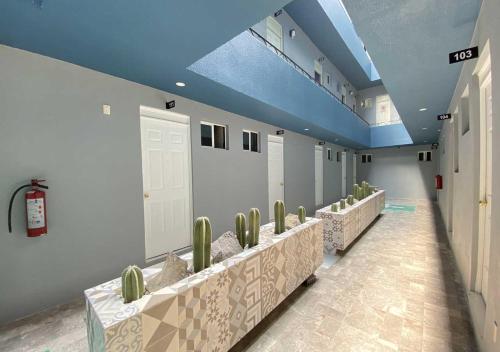 a room with a row of cuddles of cactuses at HOTEL GRAN VIA CENTRAL in Mexico City