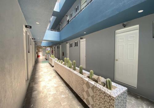 a hallway with a row of cuddles of cactuses at HOTEL GRAN VIA CENTRAL in Mexico City