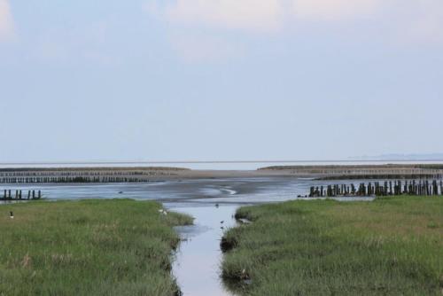 a body of water with birds in the grass at Tohuus in Wesselburenerkoog