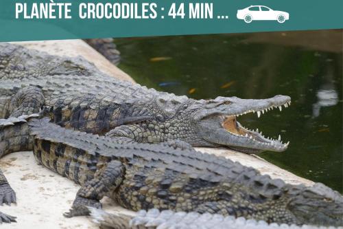 an alligator laying on a rock next to water at Appartement entier meublé à Beaumont proche Futuroscope et Poitiers Technopole in Beaumont