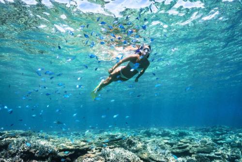 Heron Island – Photos 3