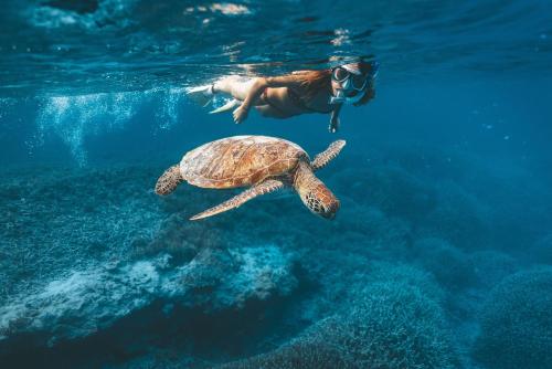 a person swimming next to a turtle in the ocean at Heron Island in Heron Island