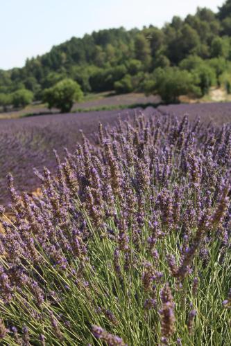un campo di fiori viola di fronte a un campo di lavanda di les lauriers de Joelle a Peyrolles-en-Provence