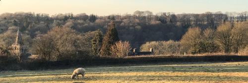 una oveja blanca pastando en un campo con una iglesia en The Bell at Sapperton en Cirencester