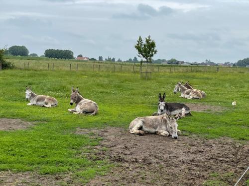 a group of animals laying in a field at Parel van Bever - Perle de Biévène in Bever