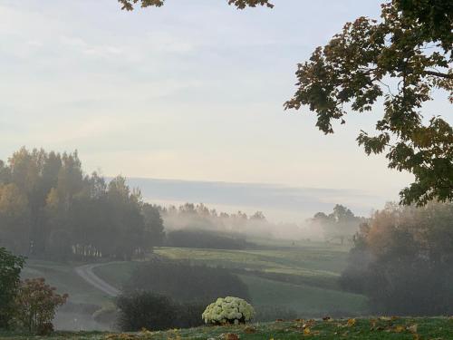 a foggy field with trees and a road in the distance at Pie Ezerrozēm in Ķavari