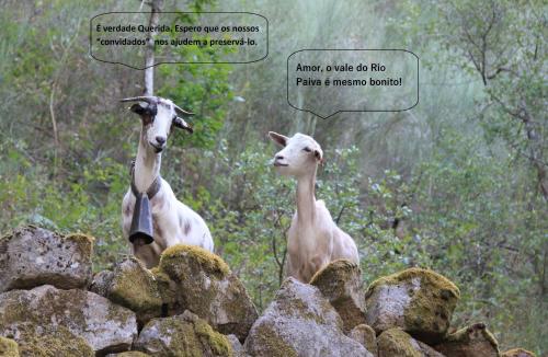 two goats standing on top of a pile of rocks at Casa da Bichaca in Castelo de Paiva
