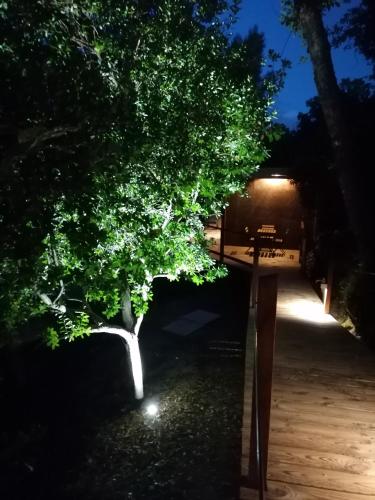 a tree on the side of a road at night at Quinta Mata da Sé in Miranda do Corvo