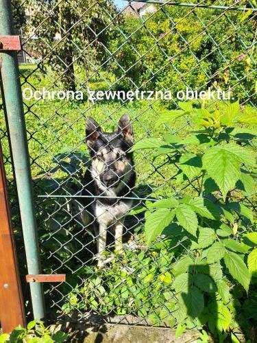 a dog behind a fence in the grass at Noclegi Grota in Jasło