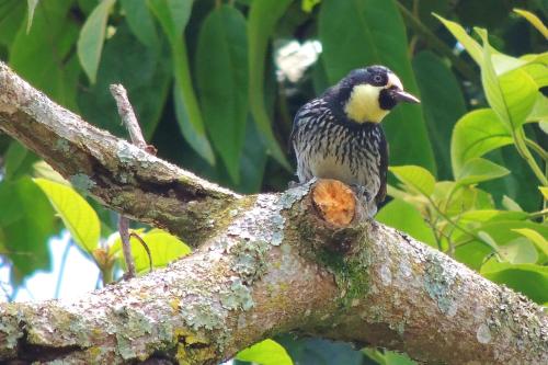 a bird perched on top of a tree branch at Hotel Campestre La Tata in Montenegro