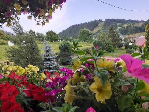 a garden of flowers with a hill in the background at Dom Sosenek in Kluszkowce