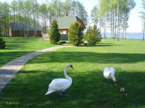 two geese walking in the grass in front of a house at Bukdangas in Usma