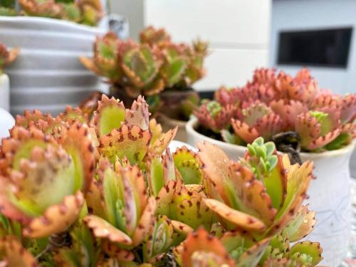a group of cactuses in white bowls on a table at Forrest Cafe Villa in Jian