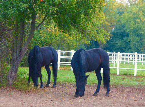 two black horses standing next to a tree at Equiliber Reitkunstzentrum Burgenland in Wulkaprodersdorf