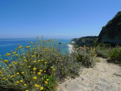 a field of yellow flowers on a cliff near the ocean at Hotel Alexander in Tropea