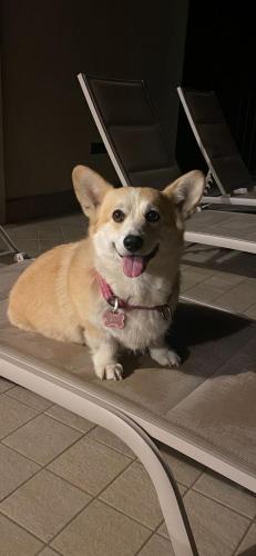 a dog sitting on a rug in a kitchen at Colle Bellavista in Ripi