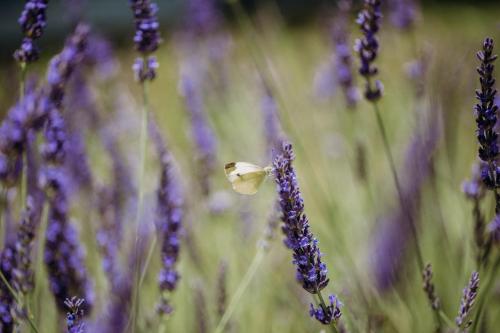 a butterfly sitting on top of purple flowers at Apartmaji Pajer in Koper