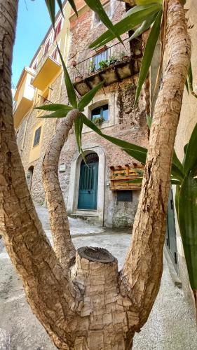 a close up of the trunk of a tree in front of a building at Casa centro storico borgo medievale in San Mauro Castelverde