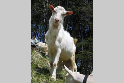 a goat standing on top of a hill at Olle and Maria's B&B- apartment in Gimmelwald